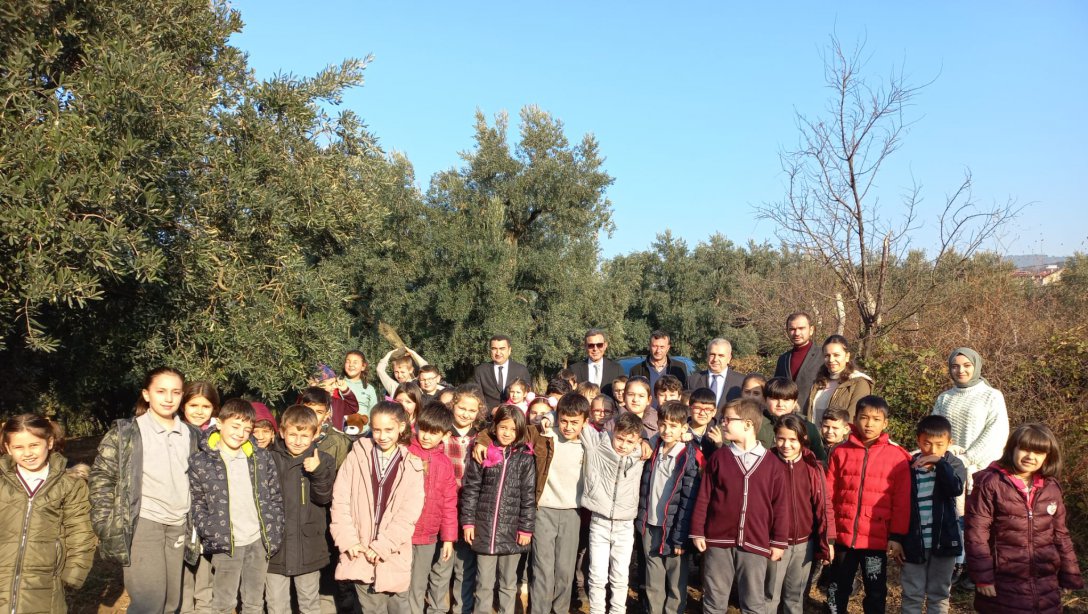 Yeniköy İlkokulunda Üç Kuşak Zeytin Hasadı Gerçekleştirdi.